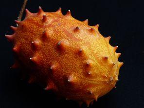 孕妇吃刺角瓜,刺角瓜的营养与食用指南